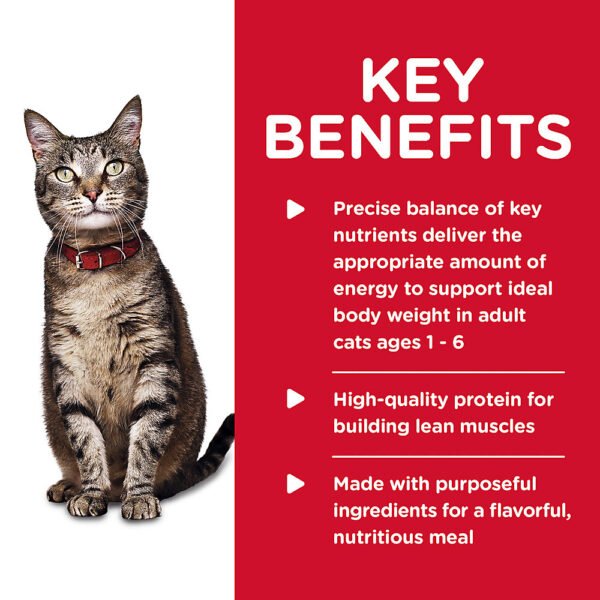 Adult Wet Cat Food Minced 667b4fa71d987